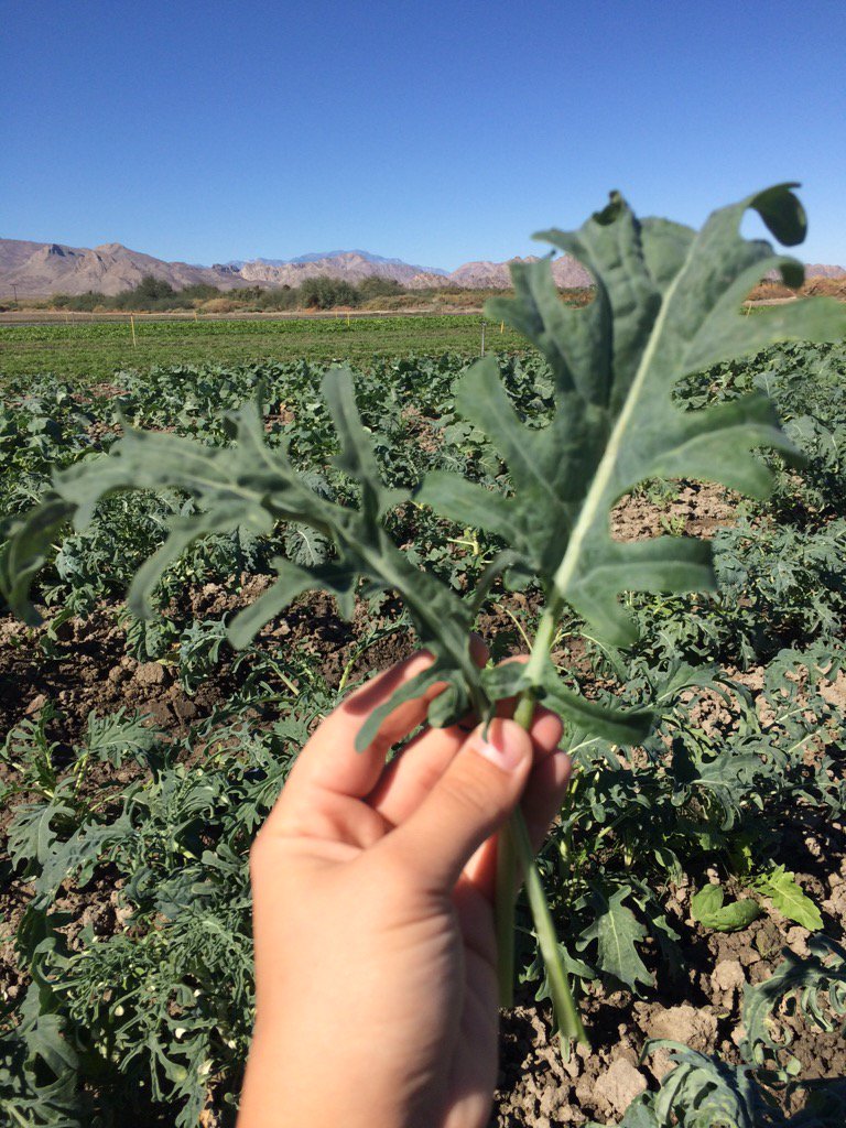 We are growing Spigariello Kale again, and it's ready!