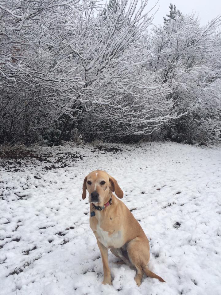 marshall_dog's tweet photo. Woke up to Montana's first snow of the season! #christmas  is coming sooner than we know! https://t.co/eVj6cXbOGn