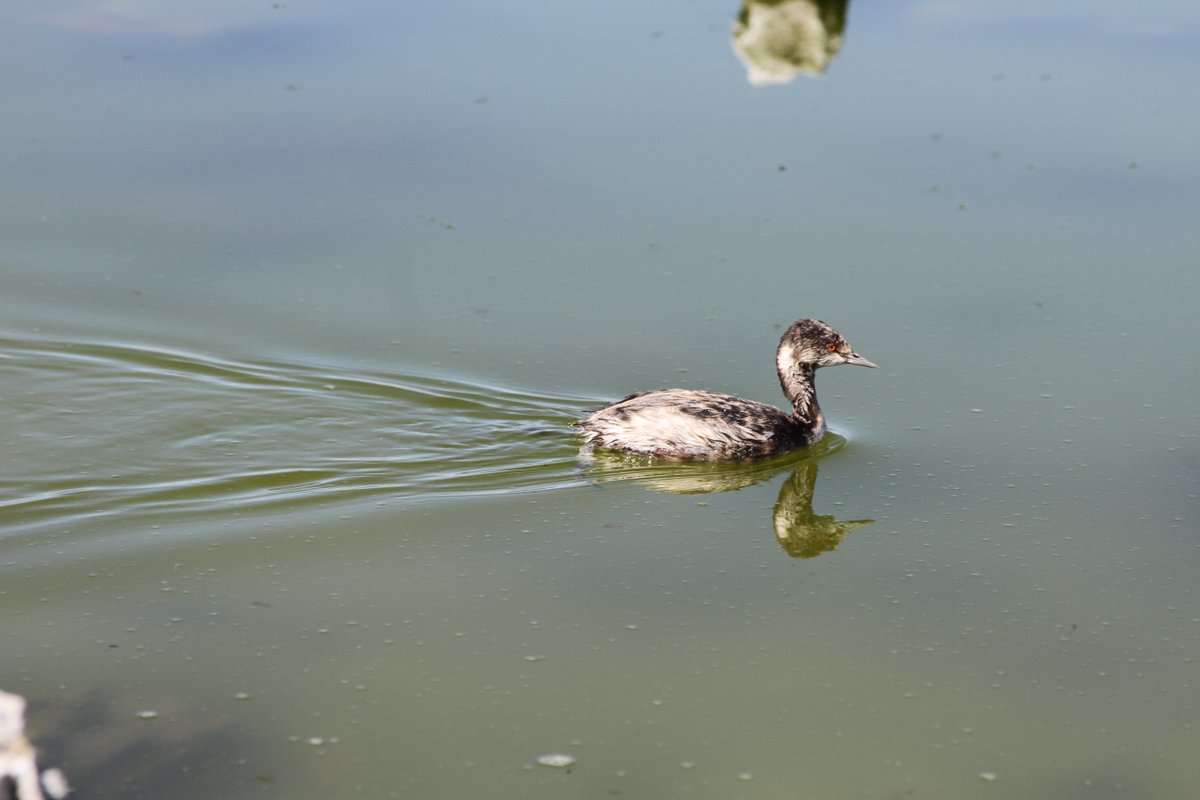 Mono_Lake's tweet photo. If you were wondering what is up with #EaredGrebes this year at #MonoLake: https://t.co/Jejv8eY4Gj https://t.co/q0YjKmceoT