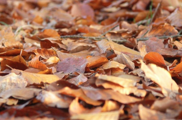 Herfst.. Tijd van het jaar, laat ons uw #tuin op orden houden.
