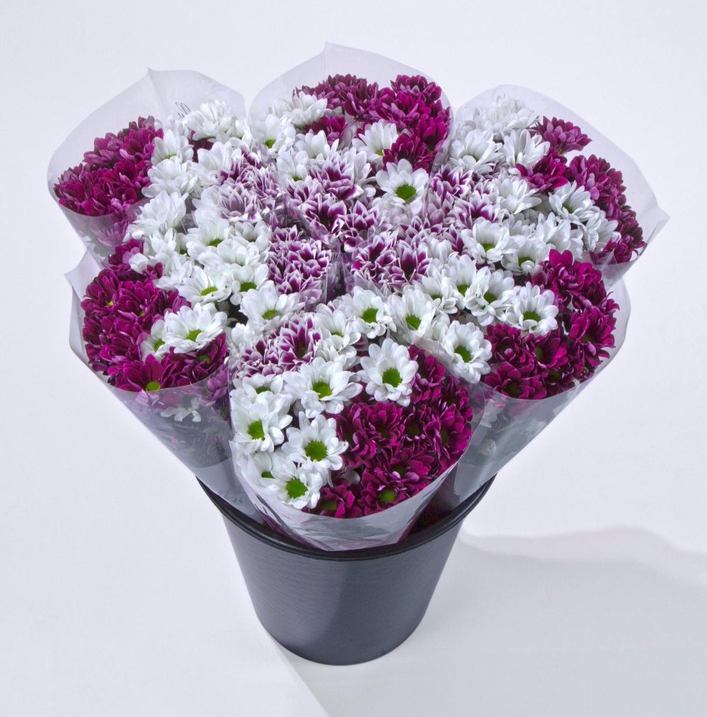 ChrisBFH's tweet photo. Afgelopen week op de #FHTF2015 hele goede reacties gehad op de kant en klare mixemmers van @Kiepflower #chrysanten https://t.co/0XTuuvaNov