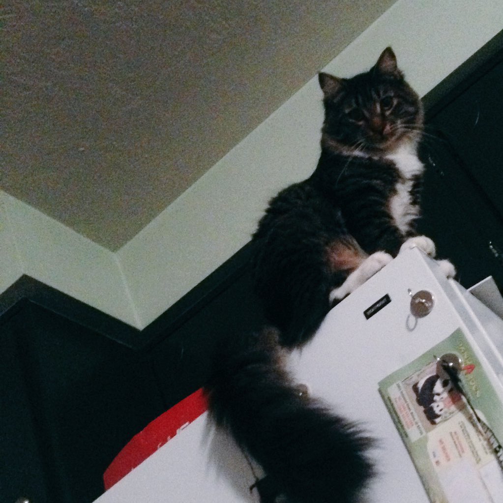 DelaneyRomyn's tweet photo. My cat is hunting me from my fridge... It knows how to get to me #catownerproblems https://t.co/T8aDClaKQQ