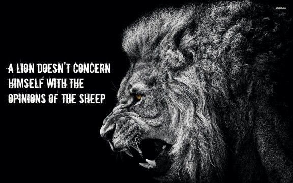 A Lion Doesn't Concern Himself With The Opinions Of A Sheep A Lion Doesn't Concern Himself With The Opinions Of A Sheep