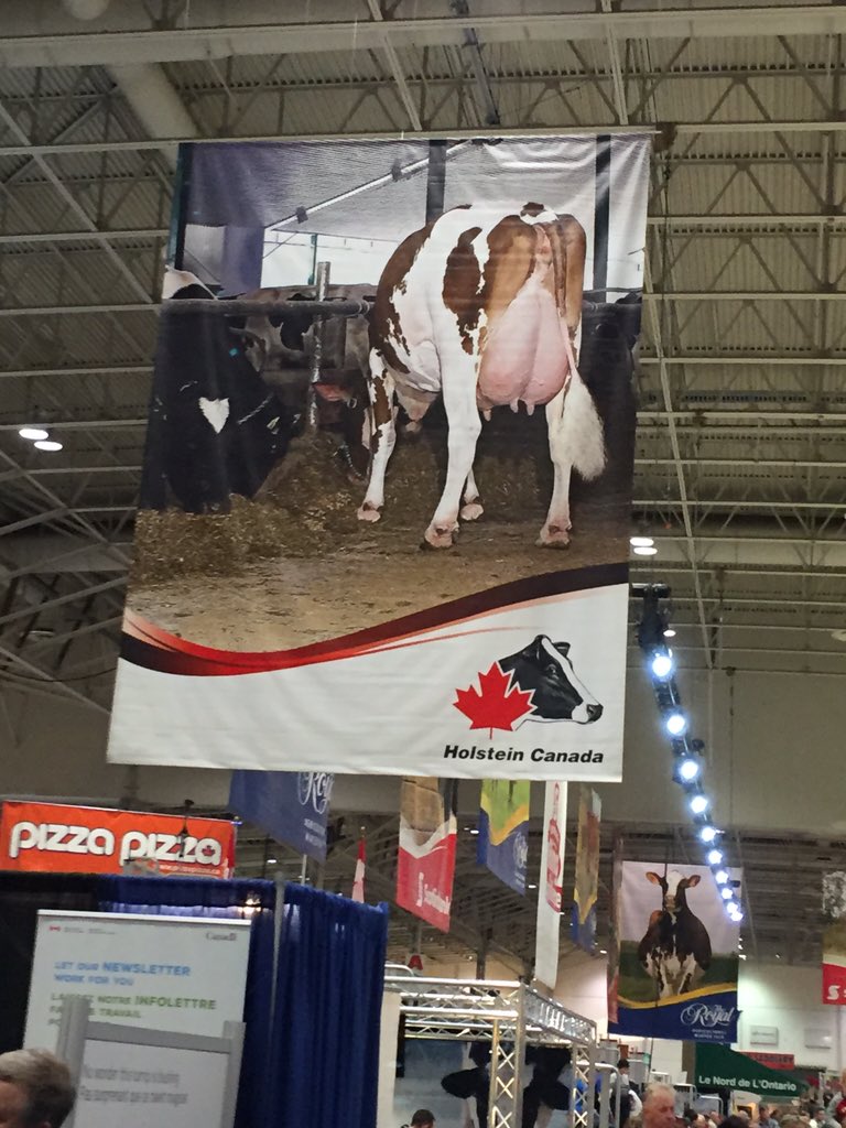 BurnbraeFarms's tweet photo. @HolsteinCanada We are enjoying our utterly amazing view here @THERAWF Winter Fair :) #RAW2015 https://t.co/wcvG206WGP