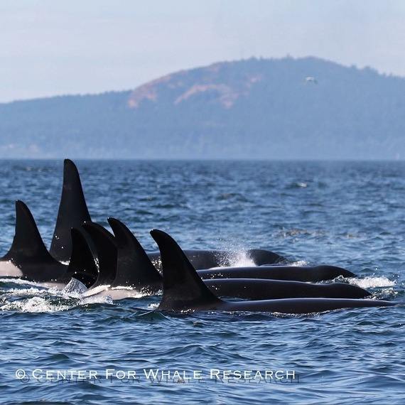 SOSDelfines's tweet photo. "Ya van 6 #OrcasLibres nacidas en los grupos J, K y L del Pacífico Norte". 

Leer + 
https://t.co/81ZfyEXKP7 https://t.co/0AmavUbjUD