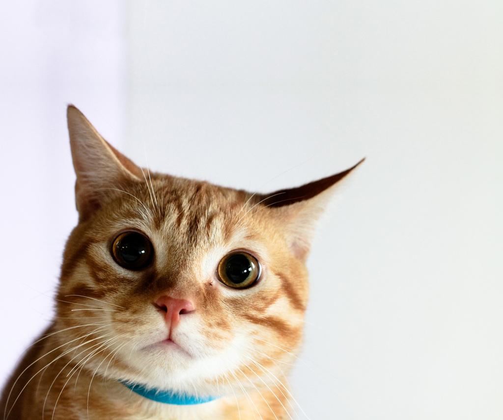 Котики формат jpeg. Шапка 'кошка'. Кот манки. Счастливый кот. Кот на желтом фоне.