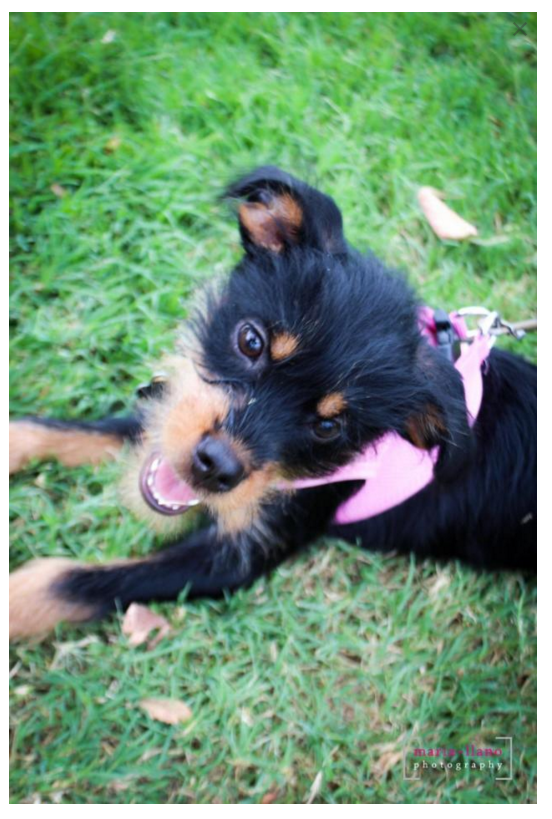 FreezyPups's tweet photo. Meet Pumpkin....She is a Terrier mix puppy. She needs a fur-ever home! She is in Wylie TX.  https://t.co/iXeSUQVlxW https://t.co/Tc9nnOh6mz