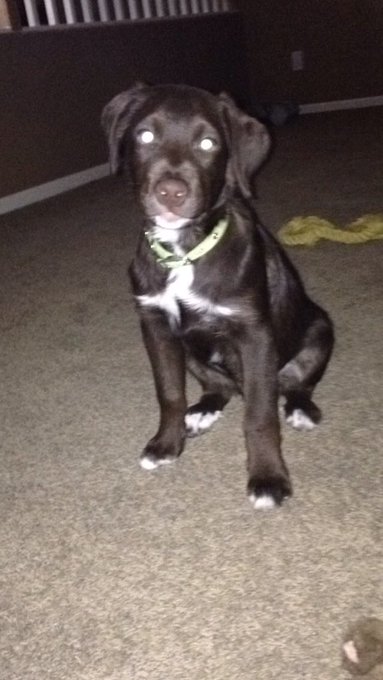 Worlds most photogenic dog I swear https://t.co/X25hbcPiYN<a href="/tag/godbacks"class="tags"><span>#godbacks</span></a>