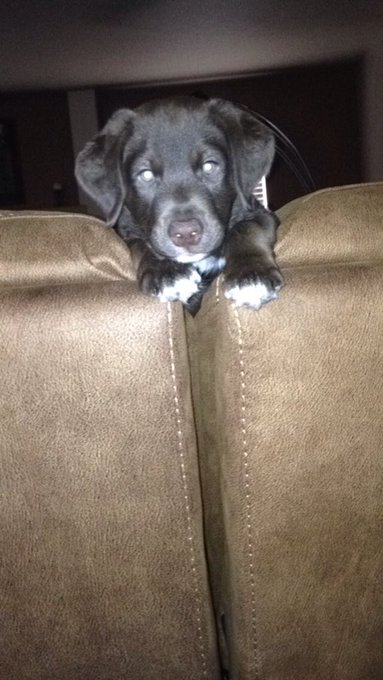 Worlds most photogenic dog I swear https://t.co/X25hbcPiYN<a href="/tag/godbacks"class="tags"><span>#godbacks</span></a>