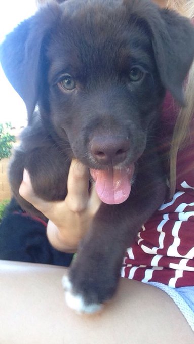 Worlds most photogenic dog I swear https://t.co/X25hbcPiYN<a href="/tag/godbacks"class="tags"><span>#godbacks</span></a>