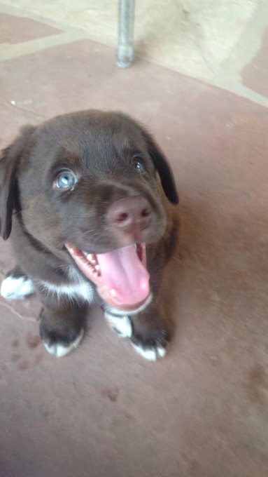 Worlds most photogenic dog I swear https://t.co/X25hbcPiYN<a href="/tag/godbacks"class="tags"><span>#godbacks</span></a>