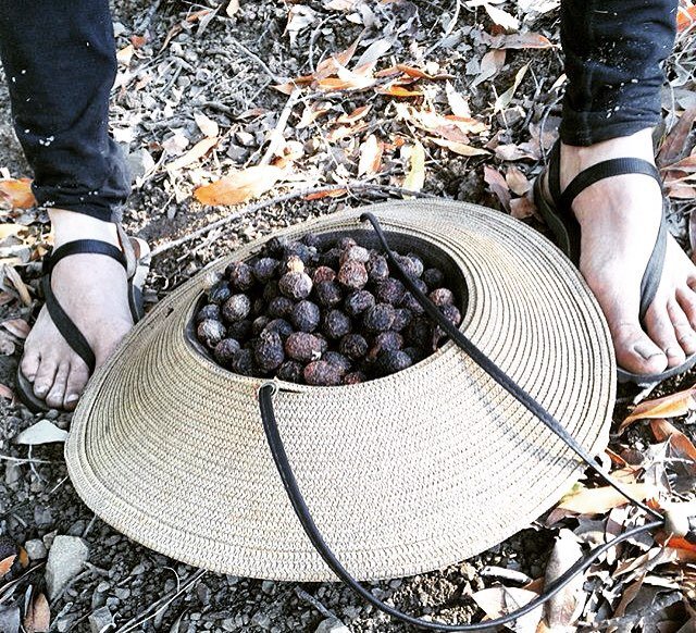 earth_runners_'s tweet photo. Fatty forage nibbles. #baynuts #foraging #highfat #lauricacid #wildfood #paleo #ketosis #r… https://t.co/EK08bfzOKr https://t.co/P1rctXXjWW