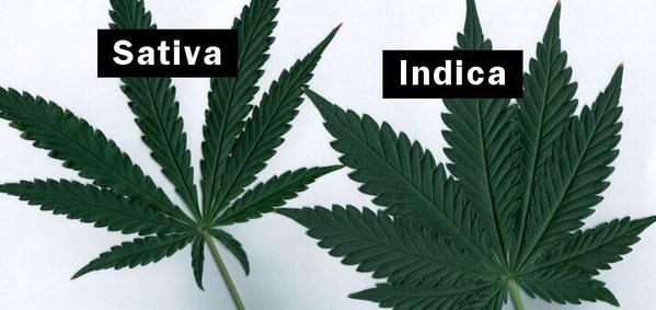 RT for Sativa
Fav for Indica