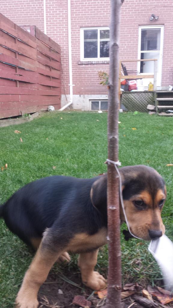 evo_mather's tweet photo. Obàn a.k.a Obz a.k.a Obi wan kenobi a.k.a my new homie #cuteassdog https://t.co/d33oB0XL9H
