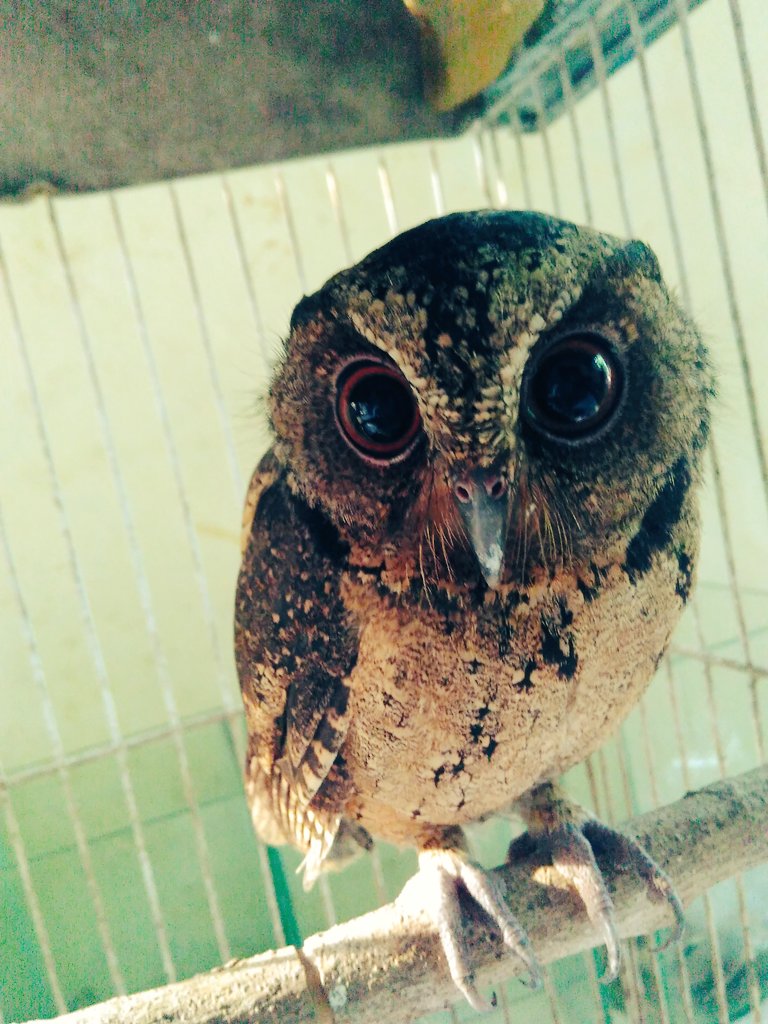 Thread Khusus Burung Hantu Owl Kaskus Part 5 Page 281 KASKUS Thread Khusus Burung Hantu Owl Kaskus Part 5 Page 281 KASKUS