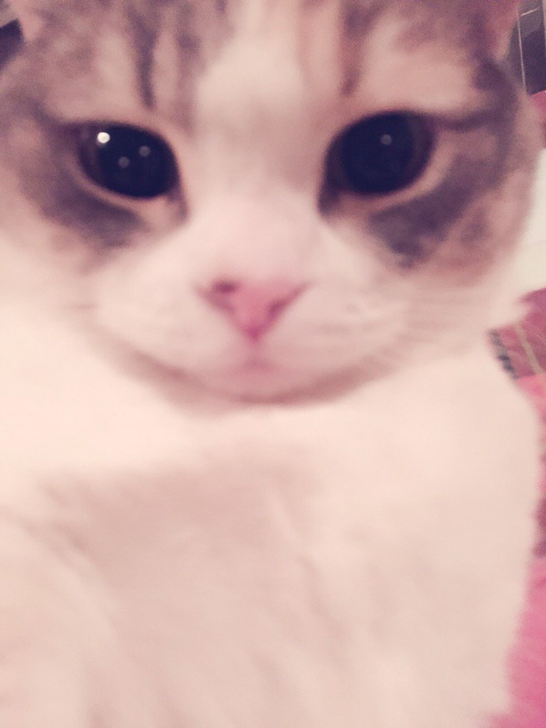 埋め込み画像への固定リンク