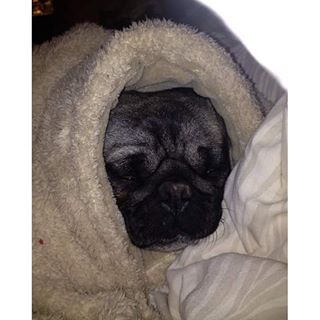 Joy_PhotoCam's tweet photo. Ella tiene frío #pug #dog #pukaa #frío https://t.co/TC1c6Haj8n https://t.co/E4rXa9oXsC