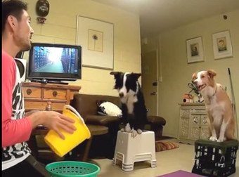 These Border Collies Can Play Catch With The Very Best Of Them
twnewsjp.com/page.php?id=975