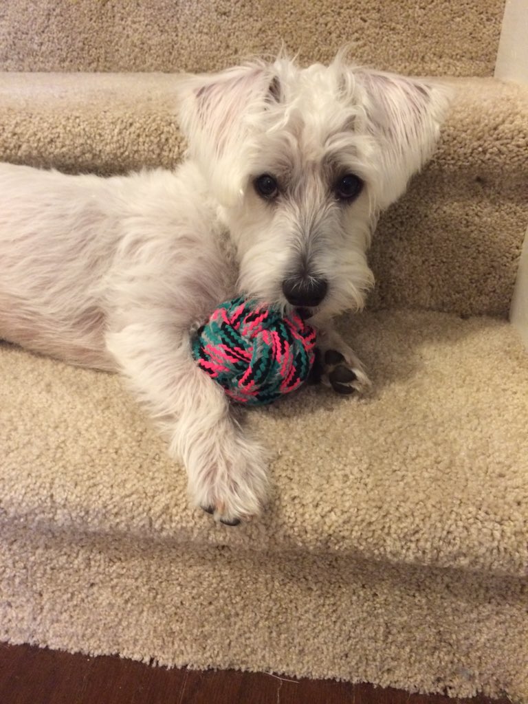 ChaniScheepers's tweet photo. That face ❤️🐶 https://t.co/3oIZDfKqMA