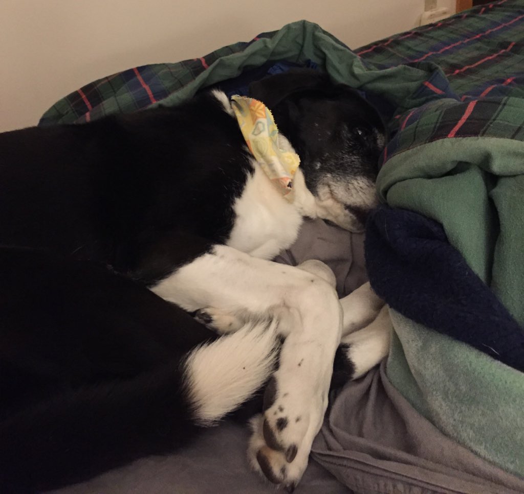 CroatanRuns's tweet photo. Croatan the dog would rather sleep than run. #Croatan24 https://t.co/GCGKrjkbFc