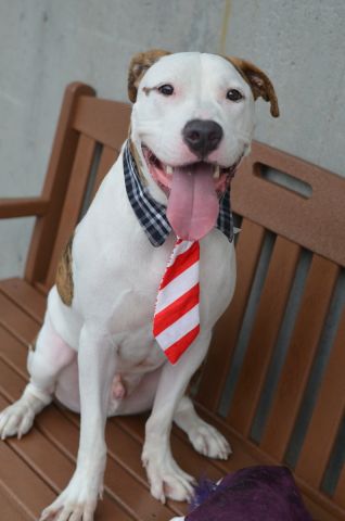 gaviota330's tweet photo. https://t.co/eAPY6o3WEg
HEY!
FINAL CALL
14 M OLD
EAGER 2 LOVE
GOOD LOOKS
#NYC KILLING 4 REAL
HELPDOGS@URGENTPODR.ORG https://t.co/bX2FCTiVhk