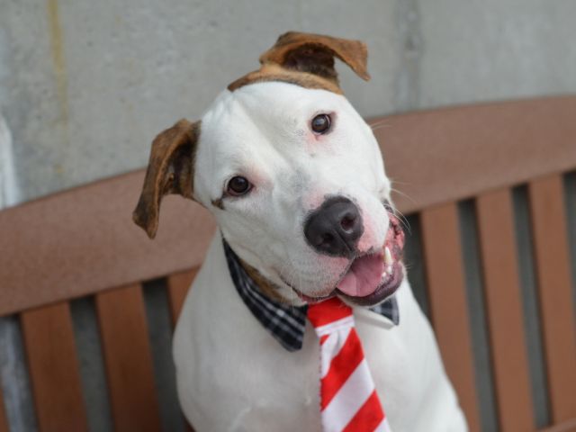 gaviota330's tweet photo. https://t.co/eAPY6o3WEg
HEY!
FINAL CALL
14 M OLD
EAGER 2 LOVE
GOOD LOOKS
#NYC KILLING 4 REAL
HELPDOGS@URGENTPODR.ORG https://t.co/bX2FCTiVhk