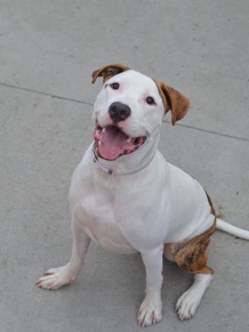 gaviota330's tweet photo. https://t.co/eAPY6o3WEg
HEY!
FINAL CALL
14 M OLD
EAGER 2 LOVE
GOOD LOOKS
#NYC KILLING 4 REAL
HELPDOGS@URGENTPODR.ORG https://t.co/bX2FCTiVhk