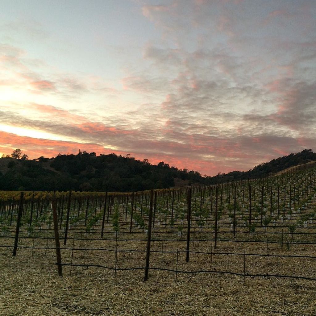 NapaValaree's tweet photo. #sunset #babyvines #new #vineyards #sky #lastdayofwork @somerstonestate #newchapterbeginning #everydayisagift https://t.co/wGS4PwXgUq