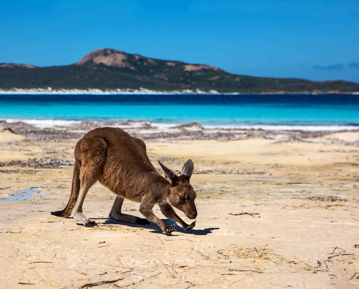 Kangaroo yoga. Koga? Great pic <a href="/DAshleyphoto/">David Ashley Photography</a> at Lucky Bay in <a href="/Golden_Outback/">Aus Golden Outback</a>