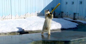 fynenajavuwon's tweet photo. They Looked Into The Polar Bear Enclosure And Were STUNNED — Can You Believe This?!
https://t.co/U4iNIK67NU https://t.co/UybA86sifk