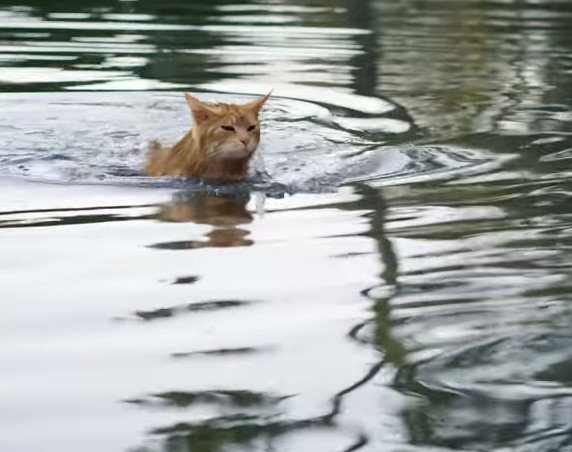 deri_browncey's tweet photo. Why Is This Cat Swimming In A Pond? The Reason Had Me Laughing Out Loud!
https://t.co/4oTXMTREky https://t.co/23FOXQXv9k