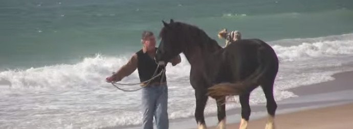 FMoakson's tweet image. When You See This Mare Running On The Beach With Her Pals, Your Heart Will Swell
twnewsjp.com/page.php?id=952