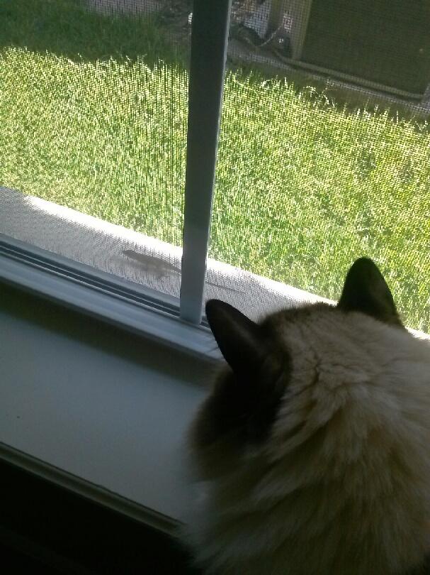 GustavoTheCat1's tweet photo. #LizardFriends #LizardFriendFriday https://t.co/17aIFf0bqp