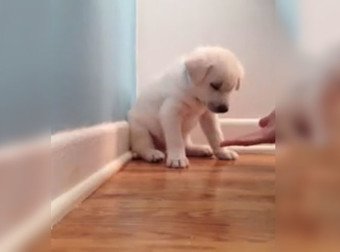 QuauhtliF's tweet photo. When This Little Puppy Is Put To The Test, He Just Can NOT Stay Awake
https://t.co/25nbRfk7UC https://t.co/yVvMjnTGK6