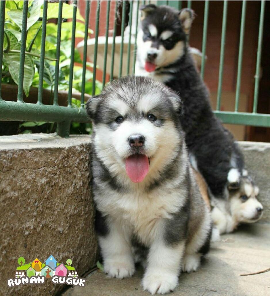 Rumah Guguk on Twitter: "Good morning!! Happy weekend 