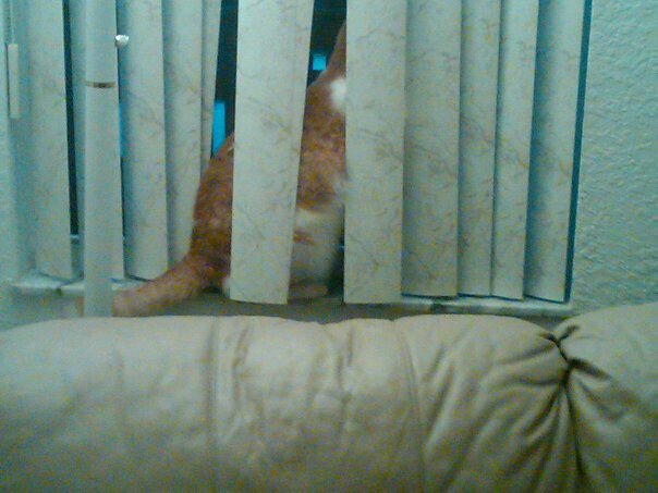 Schrody_Cat's tweet photo. I like to sit on windowsills. I still do. Back when I was new to this household. #GotchaMonth #Schrody https://t.co/7P1jDiliXI
