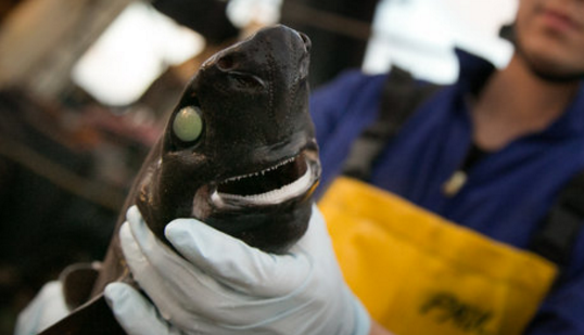 #DidYouKnow The lantern shark is one of only three sharks that produces their own light >> dsc.tv/UiN19