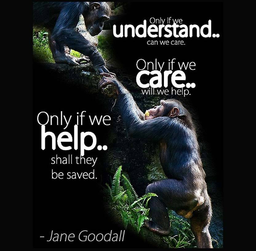 @CBarry21 @NYBloodCenter @Taryn19 @EmpireCity_C LEFT TO DIE > #ChimpsBetrayed SHOCKS the WORLD!! #BoycottNYBC