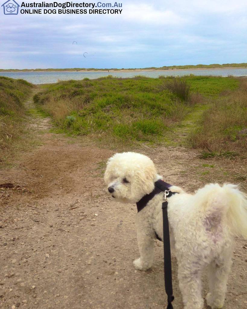 weKitesurf's tweet photo. Snoop off to watch some kite surfing in Safety Bay, Western Australia. #dogsofperth #dogsofwa #westernaustralia #do… https://t.co/wcfc8qswOl