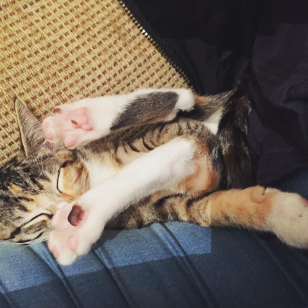 circlingsquare's tweet photo. As long as she's comfy π #sleepykitty #halftabby #halfsiamese #comfy #kitten #kittensofinstagram #catstagram #catsoβ¦ https://t.co/e6PUuvnXpn