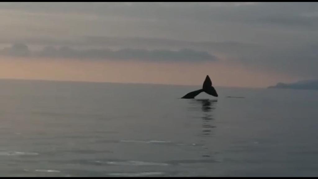 visitmaratea's tweet photo. Emozionante avvistamento di una #balena lungo la costa di #Maratea 🐋 verso l' #areamarinaprotetta @NatGeoTravel https://t.co/H2Dw998WNn