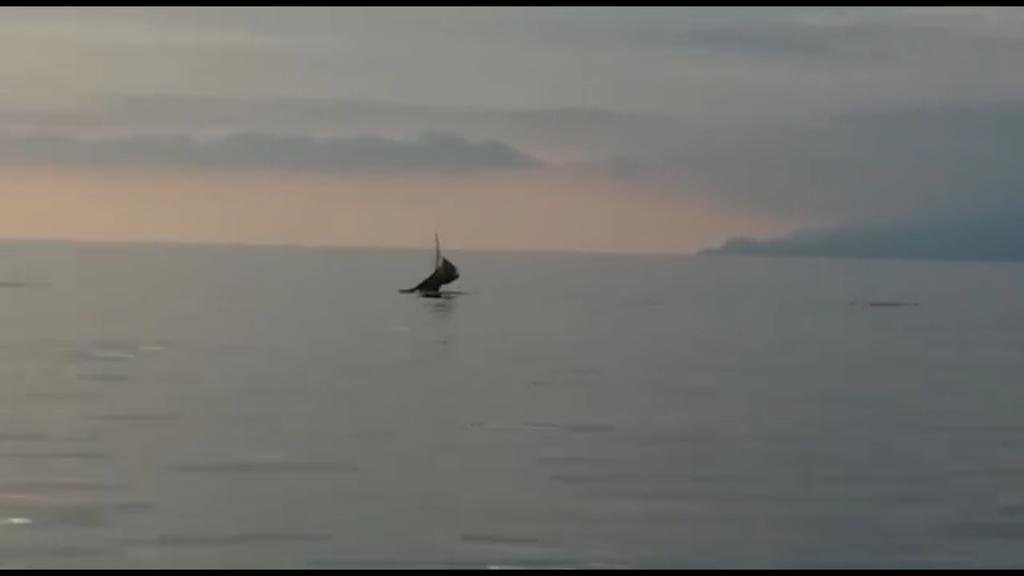 visitmaratea's tweet photo. Emozionante avvistamento di una #balena lungo la costa di #Maratea 🐋 verso l' #areamarinaprotetta @NatGeoTravel https://t.co/H2Dw998WNn