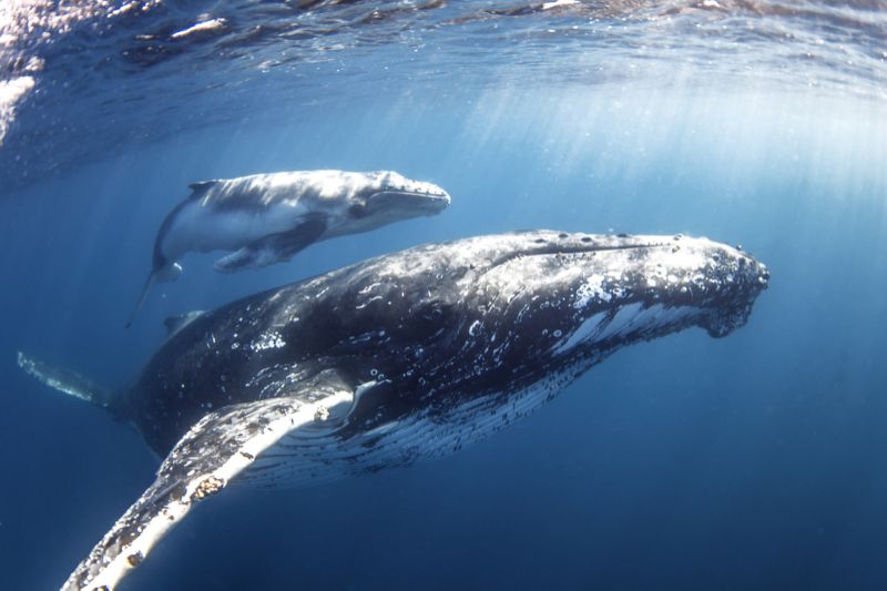 Would swimming with Humpback Whales <a href="/thecoralcoast/">WA's Coral Coast</a> be on your bucket list? buff.ly/1GPBo5U <a href="/Migration_Media/">Migration Media</a>