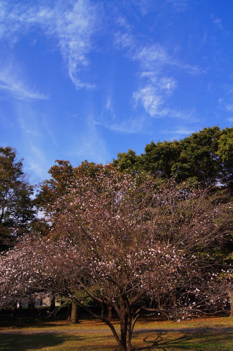 世田谷といえば 世田谷といえばのインスタグラム 15年10月のランキング第24位は 砧公園の小福桜です 春と秋に2回咲く桜をぜひ見にいってみてください 15 10 撮影 世田谷 世田谷区 Setagaya 砧公園 小福桜 T Co Xck3fnk4n5