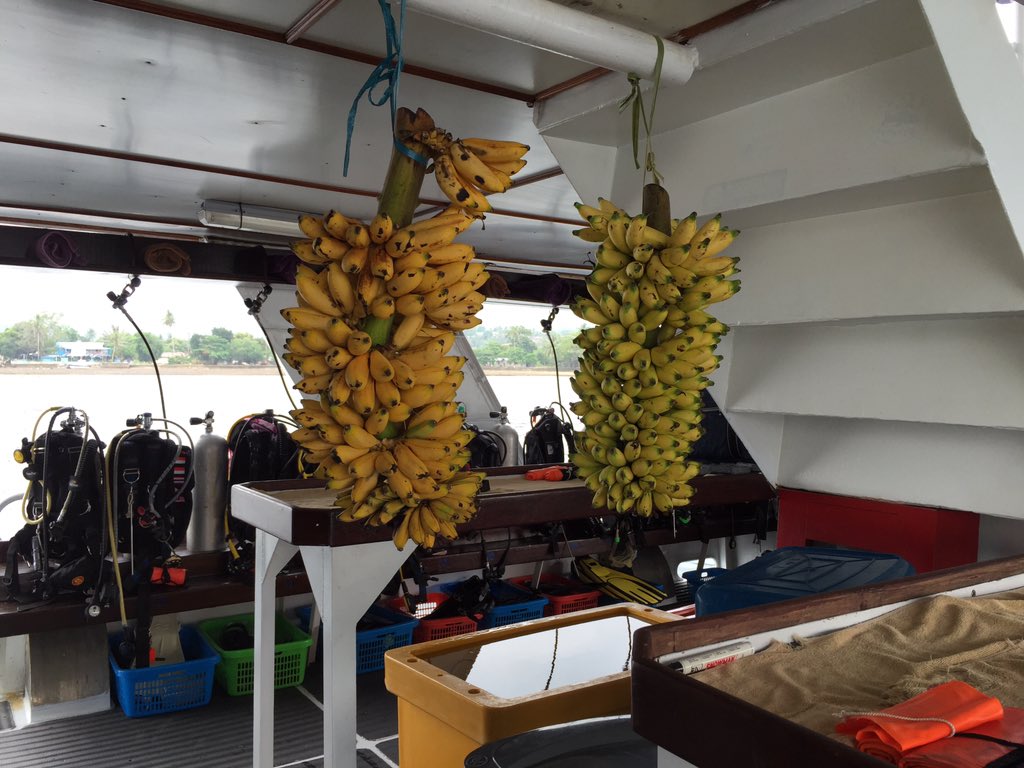 spope531's tweet photo. All the #bananas #scubadiving #BandaSea https://t.co/uGyTk0Vah0