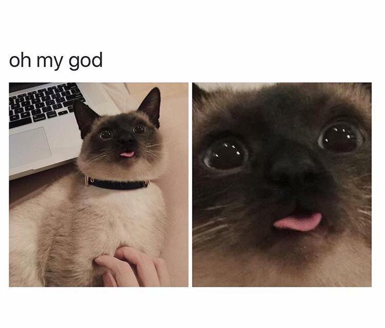 Daiii78's tweet photo. I want that cat!! https://t.co/S2HeOPzlL1