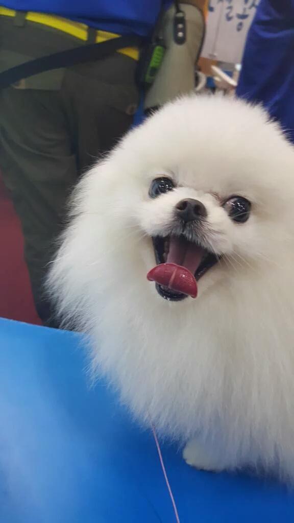 T_ARAPETS's tweet photo. [FANTAKEN] 151107 K-Pet Fair - #Akkoong #t_dogs #KPetFair2015 #NaturalBalance
(Cr: @fakkd1036) https://t.co/JXps63AgcU