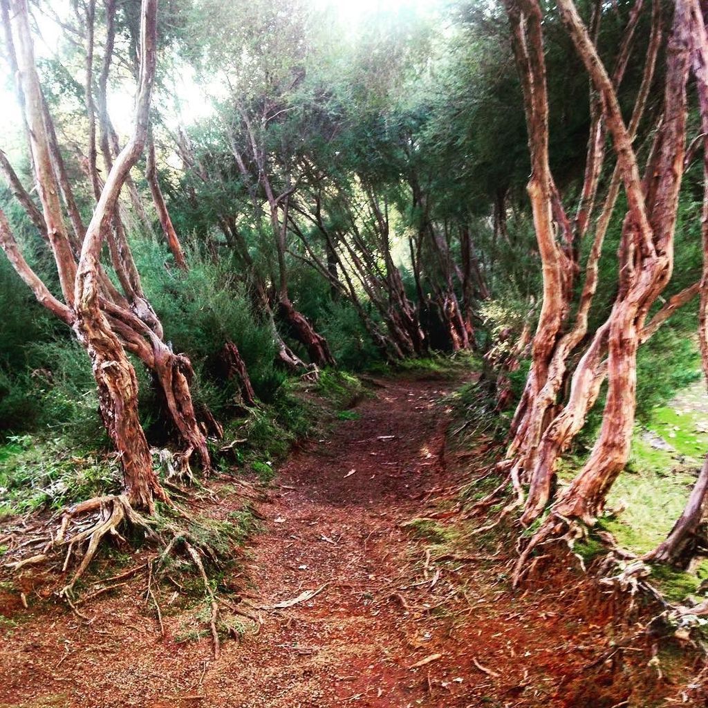 cleverpt's tweet photo. #madeiraisland #nature #travel https://t.co/wCjzgLwTpU https://t.co/FogK3sVzwa