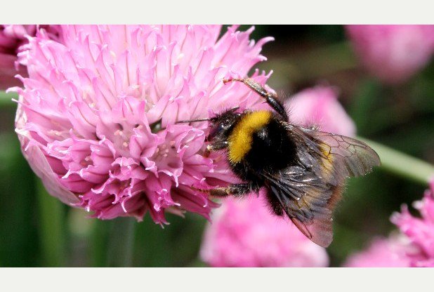 Help us build a #Sustainable #Food #City #Bristol bit.ly/20wyVna @bgreencapital <a href="/FoodBristol/">BristolFoodPolicy</a> <a href="/FoodCities/">Food Cities</a>