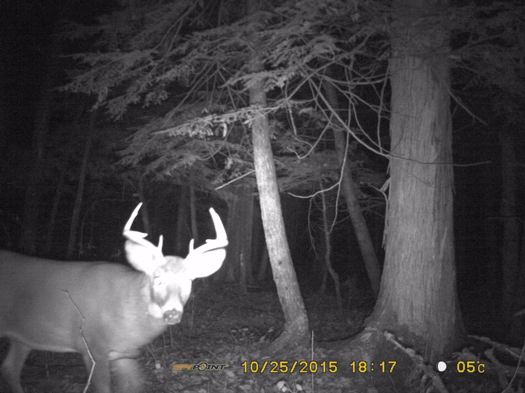 dedsportsmen's tweet photo. Nice looking buck, let's see if we can get a crack at him! #deerseason #crossbowopener https://t.co/oDCU4vKHV5